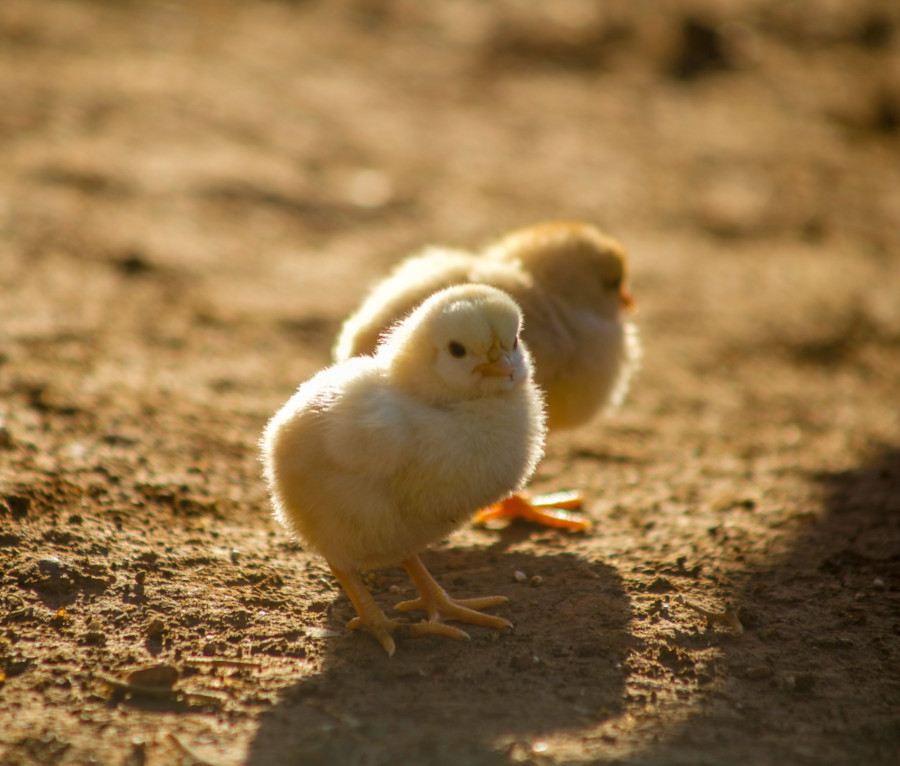 pollo