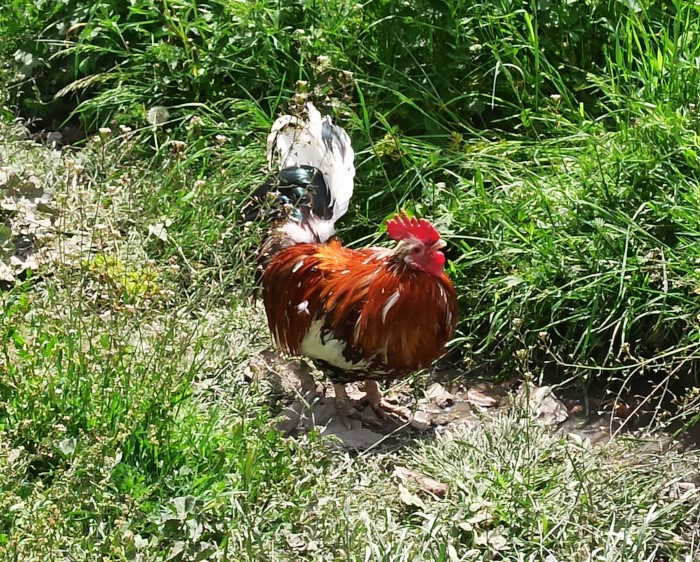 galli