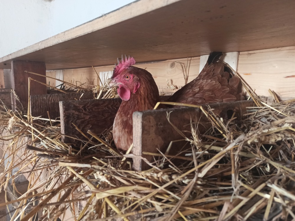 galline