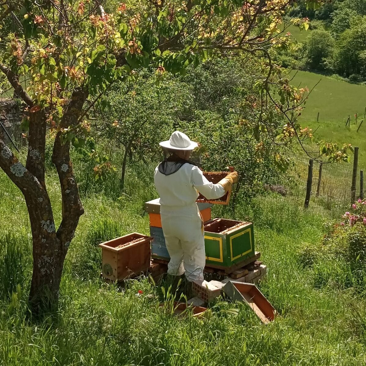 Io controllando le arni/api.